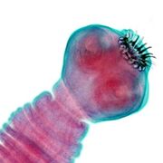 Parasitología - Céstodos
