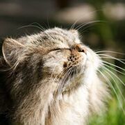 ENDOCRINE PHARMACOLOGY