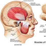 Medical Cell Biology