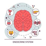 Endocrinologische Neuropsychologie