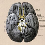 Bioregulatory Systems 2