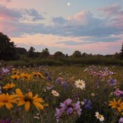 5.Egyed_feletti_szerveződési_szintek