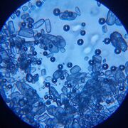 BIO1301 World Of Microorganisms