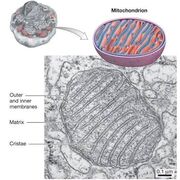 Aging: 🐝 Mitochondrial Dysfunction, Oxidative Stress, Hypoxia, Inflammation