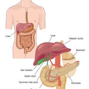 NUR 326 - Wk 3&4 - Kidneys/Urology/Eyes/Pancreas/Liver/Gallbladder