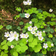 Physiologie Végétale