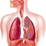 PHA-2154 - Médicaments du système respiratoires et des organes sensoriels II