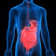 Système digestif (exam 1) [réponses longues]