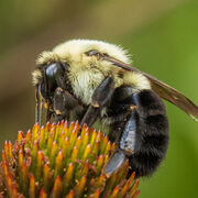 ENT 385 Intro to Entomology