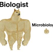 BIOL 241