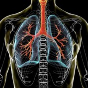 Médicaments des organes respiratoires et du système sensoriel II