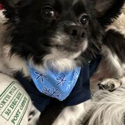 Most Common Spanish Irregular And Regular Verb Conjugations