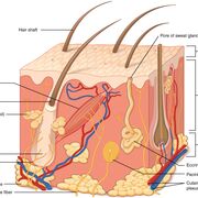 NUR 334 - HIV/Integumentary/Burns (Wk 5)