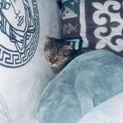 Translation Glossaries