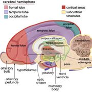 A&P - Block 7 Neurology