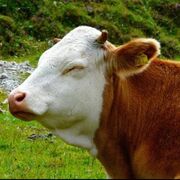 Applied Beef Cattle Science 474