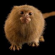 Primate behavior