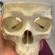 A1 Anato Clinica Leo