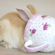 Biologia ꒰ঌ ໒꒱