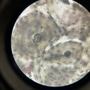 Bio 223_ Human Anatomy