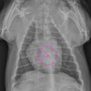 Radiographic Interpretation
