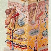 Dermatologia