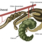 Anatomie et physiologie animales II