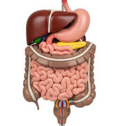 MMD 1111 - Gastro-intestinal