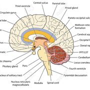 Patient Care & Management