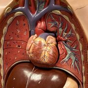 Dahiliye Çalışma Soruları