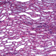 Corps humain 2 - EXAMEN 2