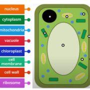 GSCE Biology AQA Paper 2