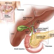 NUR 334 - Hepatobiliary & Cancer (Wk 7)