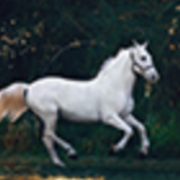 Animal Behaviour, Welfare & Ethics