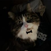 OUMARZOO H25 PHA1024 Mesh