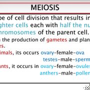 Meiosis