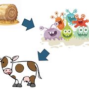 525 Digestive System