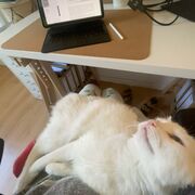 PERINATALE MENTALE GEZONDHEID