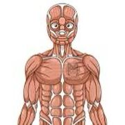 DRAD106 Anatomy and Phsyiology