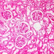 DMV1104 - Histologie