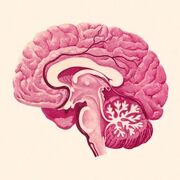 Neuropsychologie FINAL