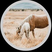 528 Reproductive System I