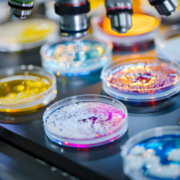 DMV1220 - Microbiologie