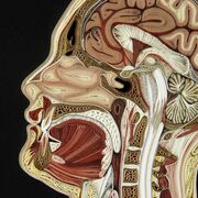Anatomia Dos Ossos (Epstimológia)