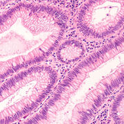 HISTOLOGIA 2