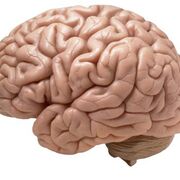 NEUROANATOMÍA 22-23_Anita