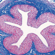 Histologie théorique