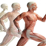 Kinesiology