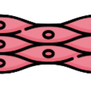 Microestructura Normal y Patologica FER