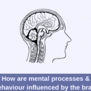 AOS 2 - How are Mental Processes and Behaviours Influenced by the Brain
